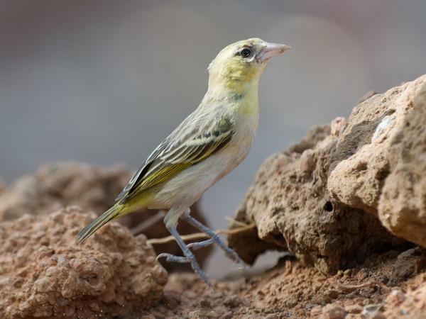 <h3><a href="/trips/gambia/biota/animalia/chordata/aves/040 passeriformes/114 ploceidae/ploceus luteolus/ploceus luteolus-nl.html">Ploceus&nbsp;luteolus</a> / Little&nbsp;weaver / Dwergmaskerwever</h3>OM-1 Mark II met OLYMPUS M.150-400mm F4.5, 1/2000 sec  bij F4.5, ISO 4000, afstand 5.69&nbsp;m
